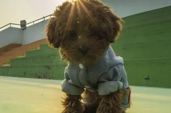 泰迪幼犬喂養注意事項