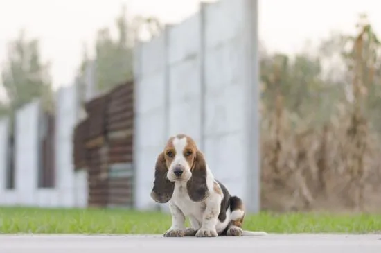 為什么養巴吉度犬的人很少