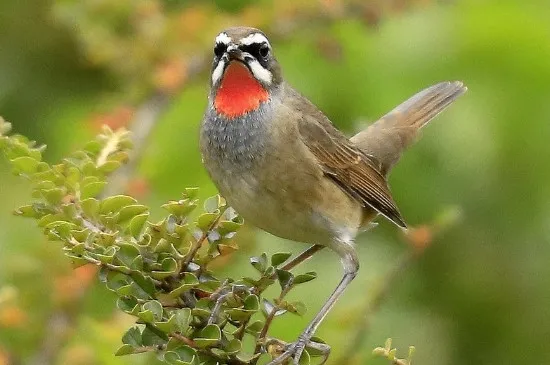 怎么引紅點頦鳥叫