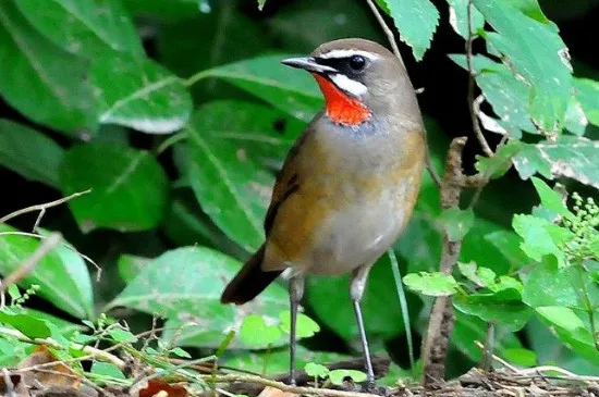 怎么引紅點頦鳥叫