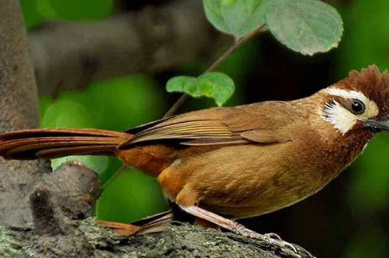 養鳥的危害