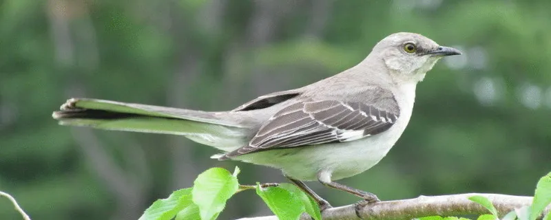 養鳥的危害