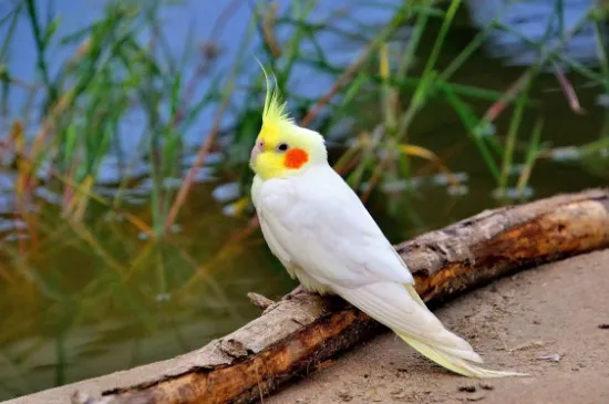 養玄鳳鸚鵡對人的巨大危害