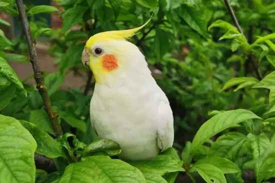 玄鳳鸚鵡炸毛是怎么回事