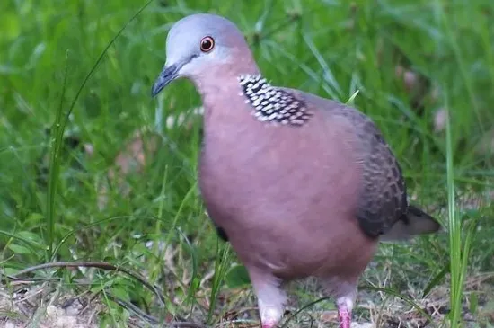 野生斑鳩幼崽怎么喂養