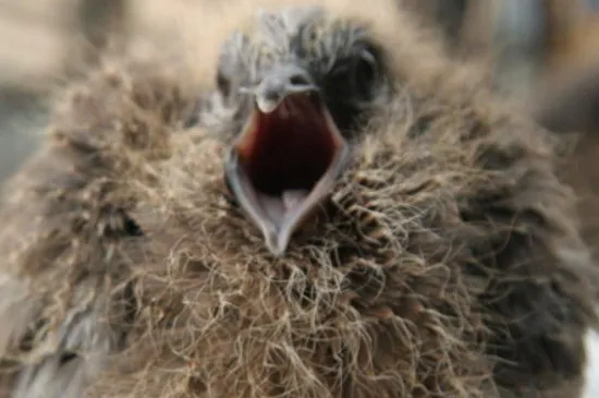 野生斑鳩幼崽怎么喂養