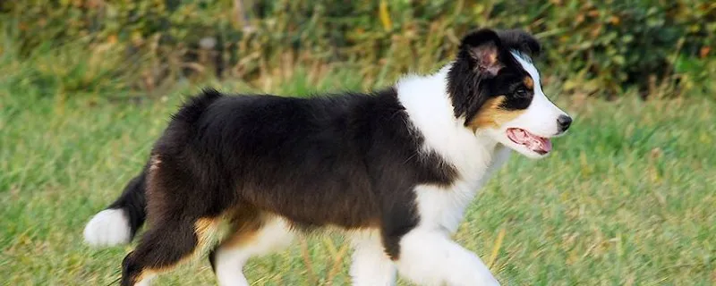 如何訓練邊境牧羊犬