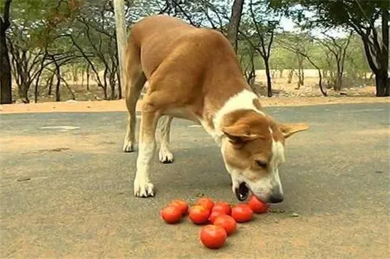 狗能吃番茄醬嗎