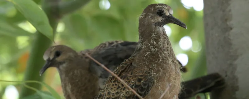 斑鳩多久能孵出來