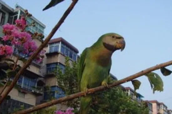 小緋胸鸚鵡怎么養