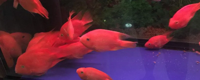 鸚鵡魚打架掉鱗怎么辦