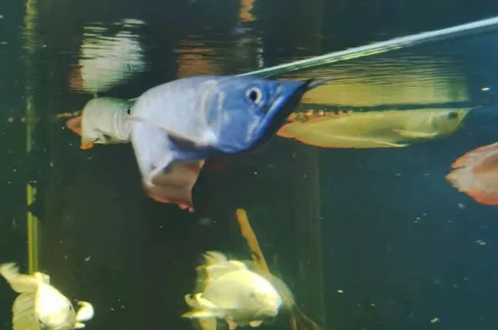 銀龍魚的飼養方法，飼養銀龍魚的技巧