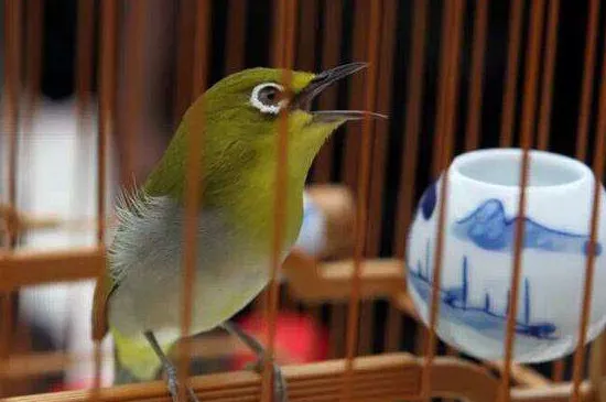 怎樣自制繡眼鳥食，自制繡眼飼料配方