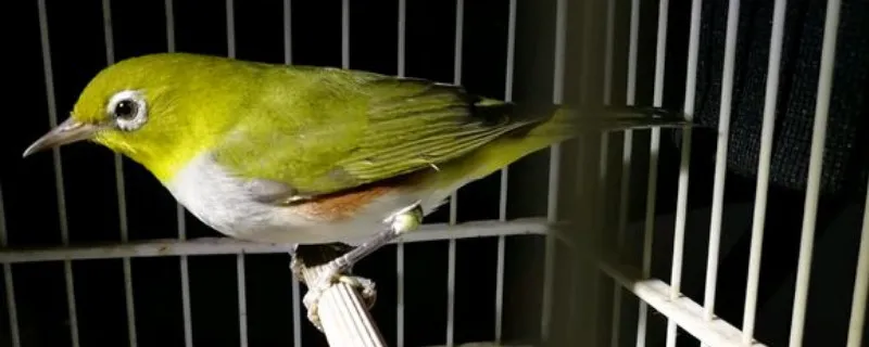 怎樣自制繡眼鳥食，自制繡眼飼料配方