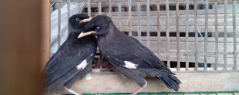 八哥鳥吃什么食物