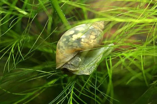 水蝸牛可以放魚缸里嗎