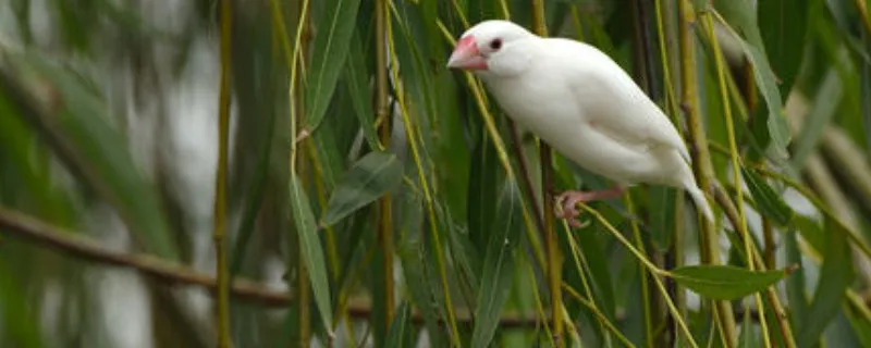 白文鳥總是把蛋下外面怎么辦