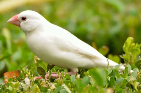 白文鳥總是把蛋下外面怎么辦