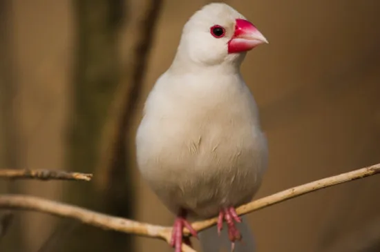 白文鳥可以吃小米嗎