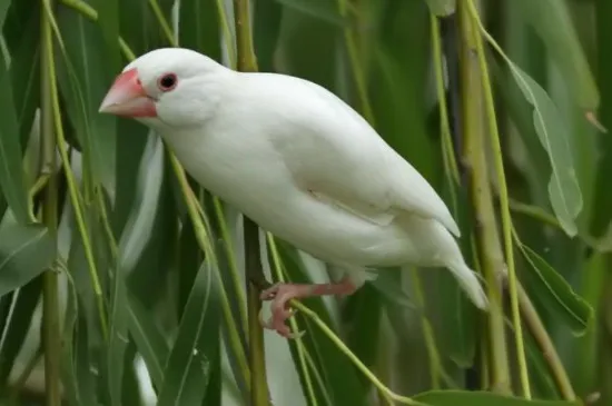 白文鳥可以吃小米嗎