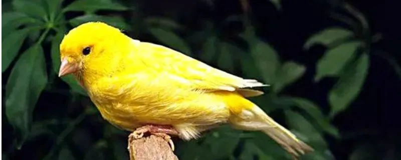 玉鳥幼鳥幾個月才能大叫