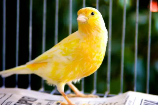 玉鳥幼鳥幾個月才能大叫