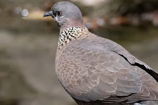 斑鳩幾月份開始下蛋