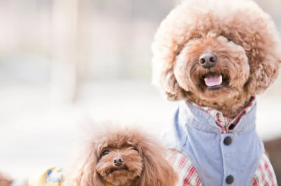 體味最小最干凈的犬