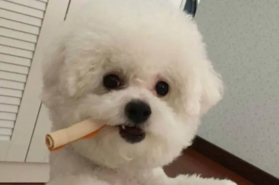 比熊犬吃什么食物