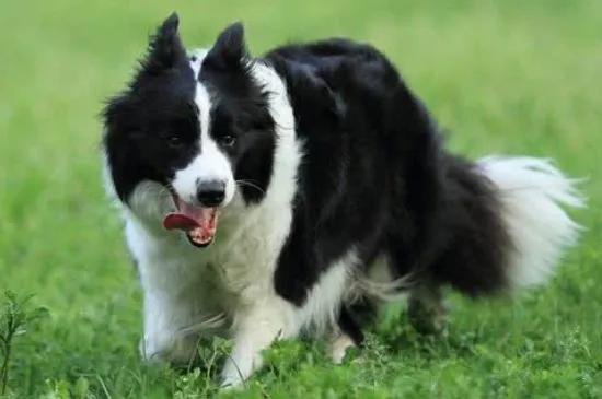 邊境牧羊犬能吃骨頭嗎