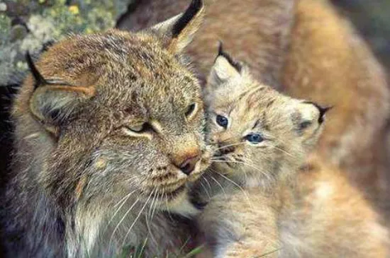 獰貓和猞猁的區(qū)別