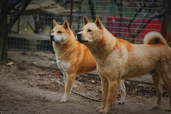 土獵犬和土狗區別