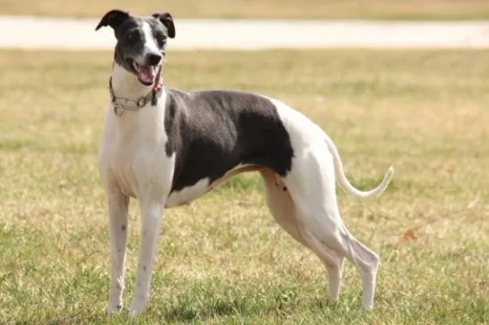 惠比特犬怎么挑