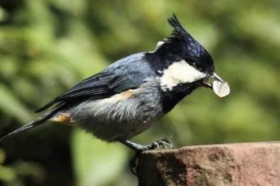 貝子鳥怎么養才能大叫