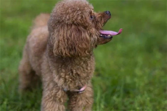 泰迪犬拉稀怎么辦，注意保暖少量多餐并及時(shí)驅(qū)蟲(chóng)