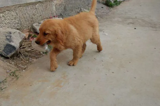 幼犬晚上需要喂食嗎