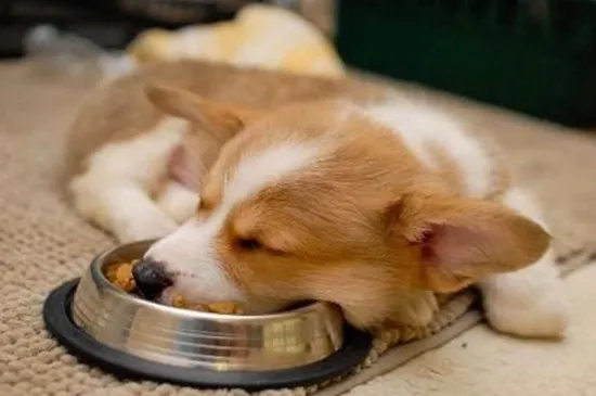 幼犬晚上需要喂食嗎