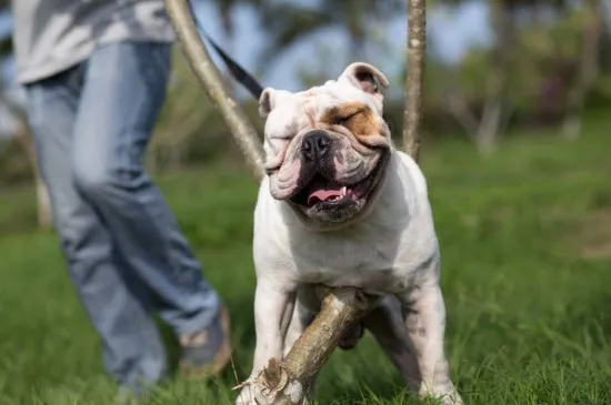 斗牛犬掉毛嗎