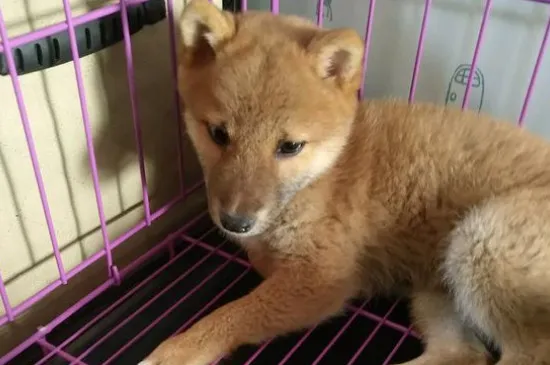 柴犬幾個月開始補鈣