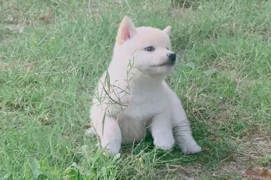 柴犬幾個月開始補鈣