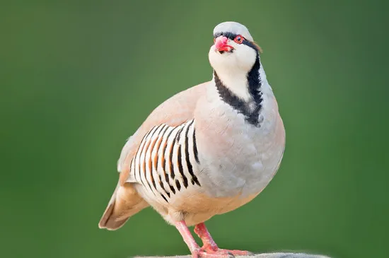 剛抓的野鳥開食方法