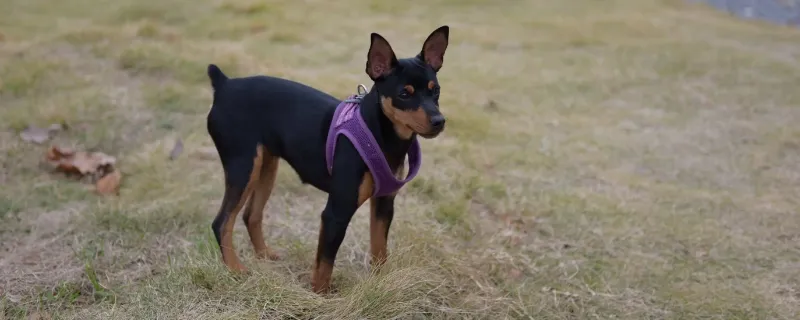 吉娃娃和小鹿犬的區別