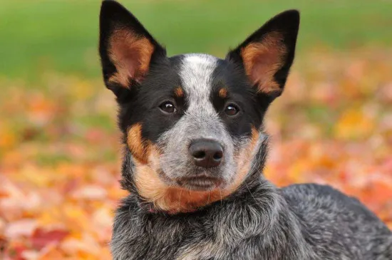 十大名犬智商排名，世界十大聰明犬排名