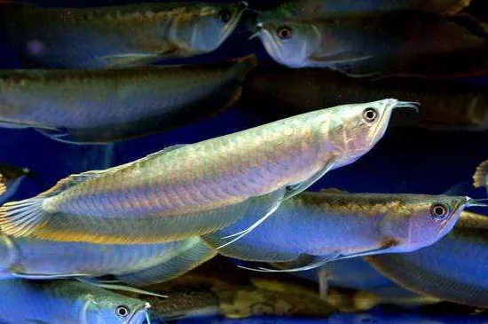 雷龍魚可以和龍魚混養嗎