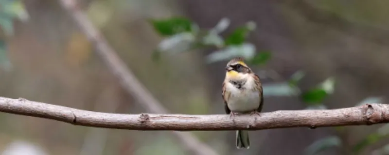 虎頭鳳怎么養不怕人