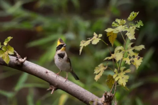 虎頭鳳怎么養不怕人