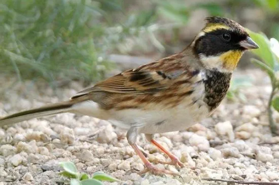 虎頭鳳怎么養不怕人