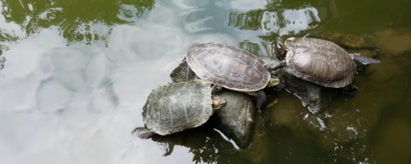 烏龜幾天換一次水