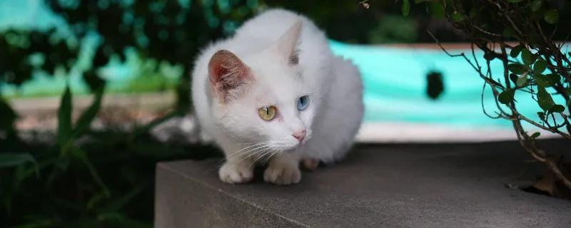 貓打完狂犬疫苗鼓包