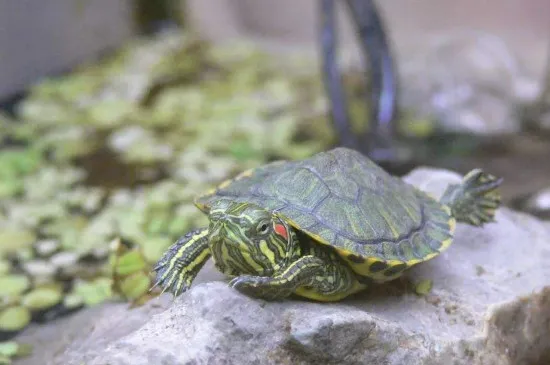 巴西龜一定要在水里睡覺嗎